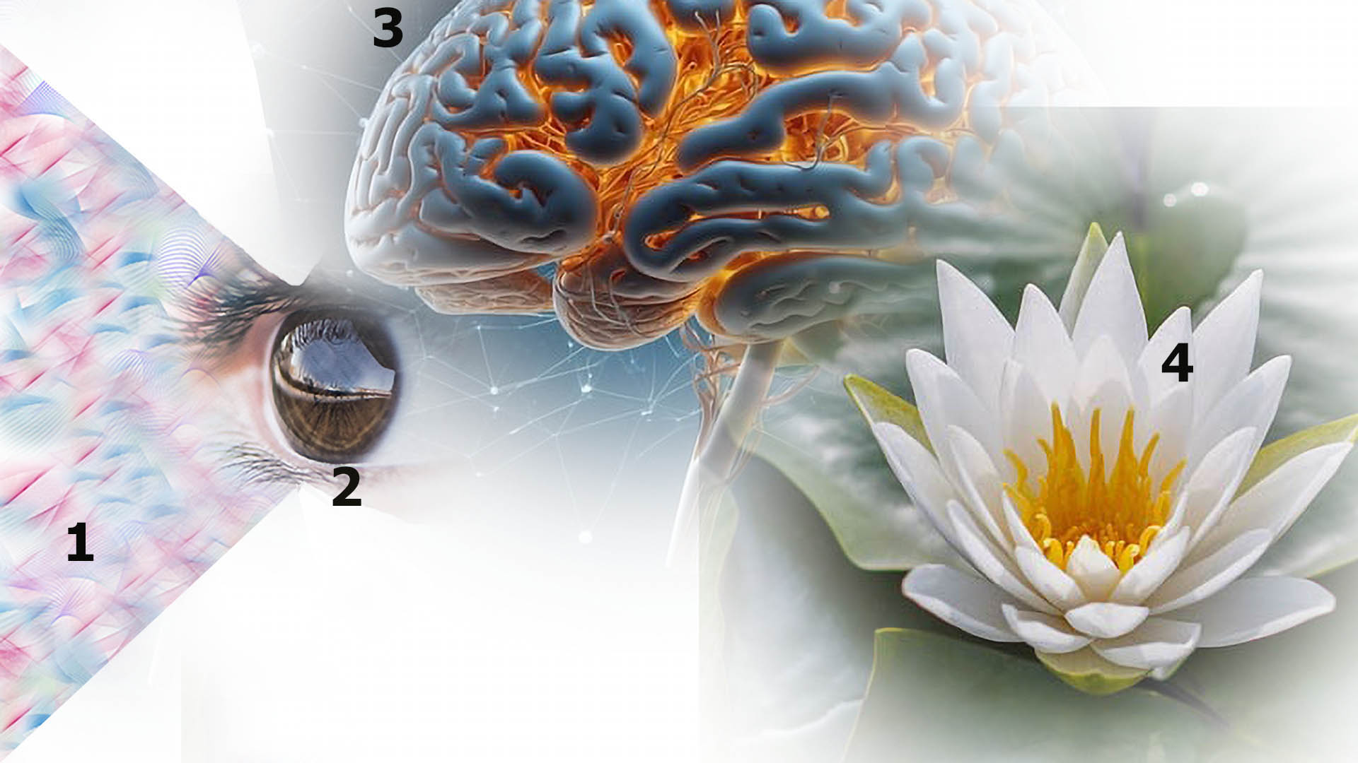 the 4 stages of your vision